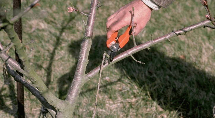 Pruning