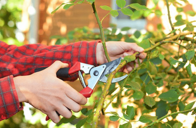 Pruning and Training