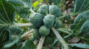 Brussels Sprouts