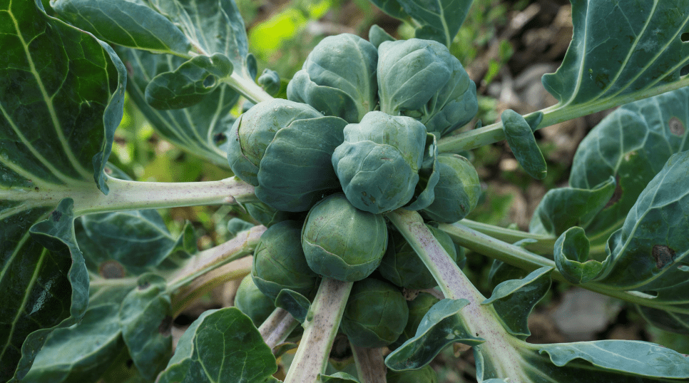 Brussels Sprouts