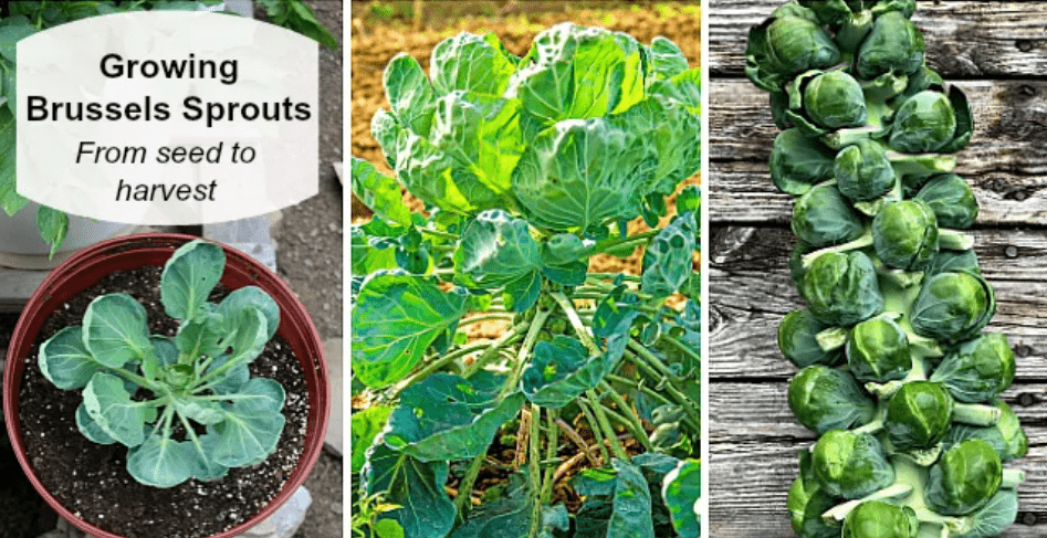 Growth Cycle of Brussels Sprouts 