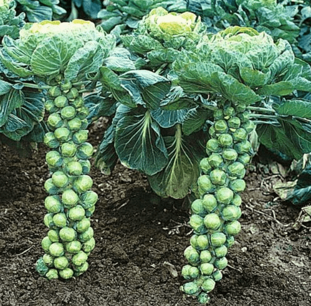 Harvesting of Brussels sprouts