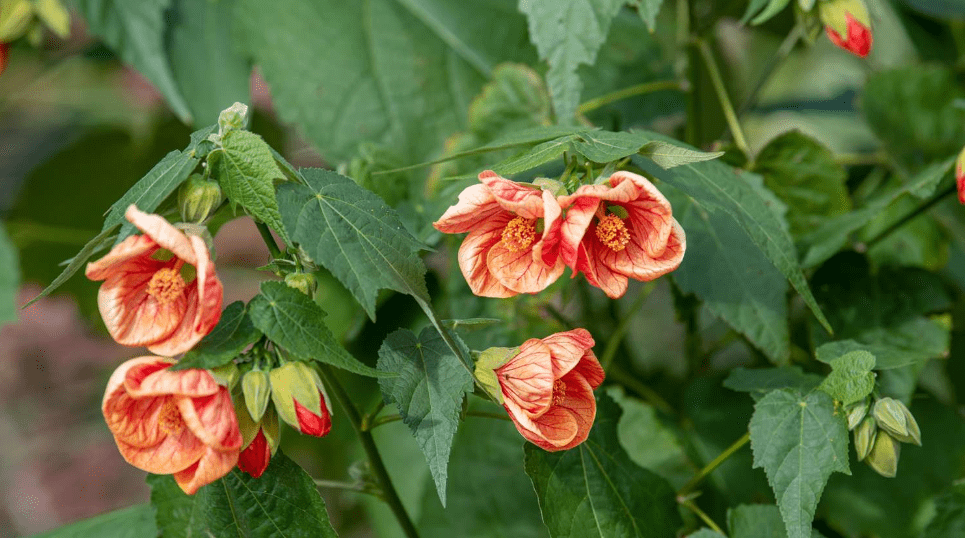 Abutilon Flowering Maple