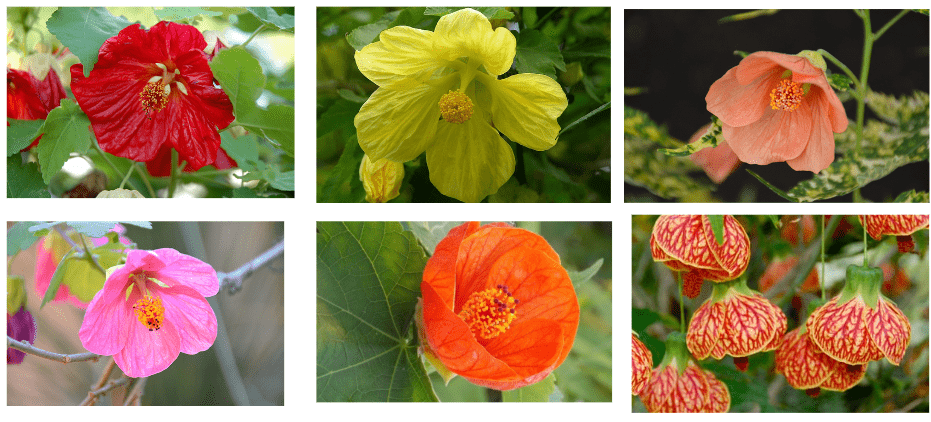  Varieties of Abutilon Flowering Maple