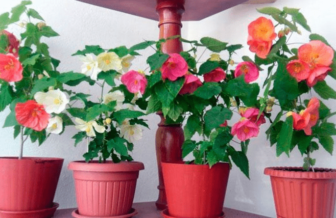 Container Gardening