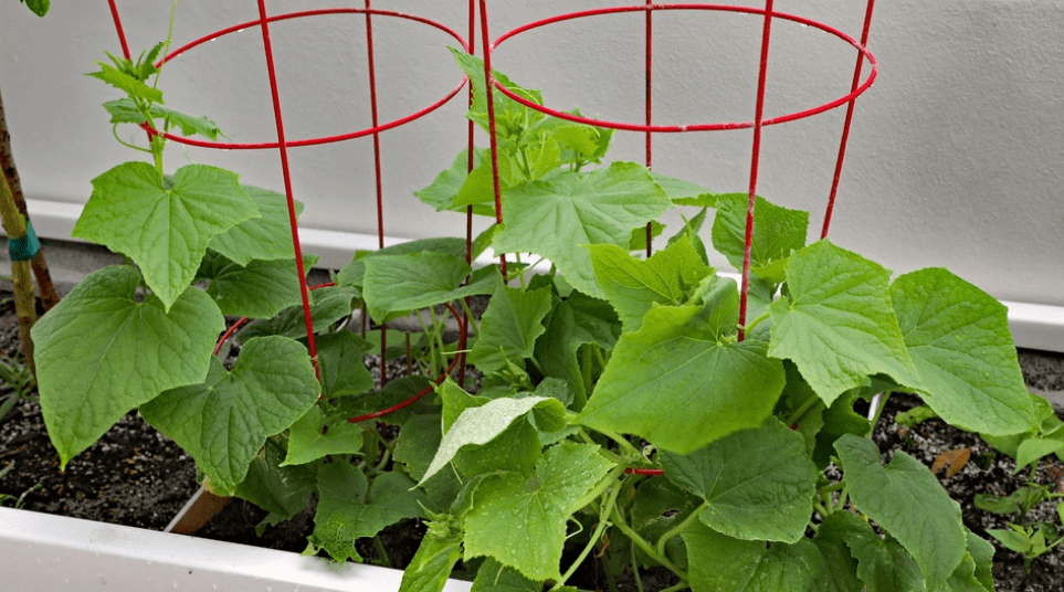 Growing Cucumbers Indoors