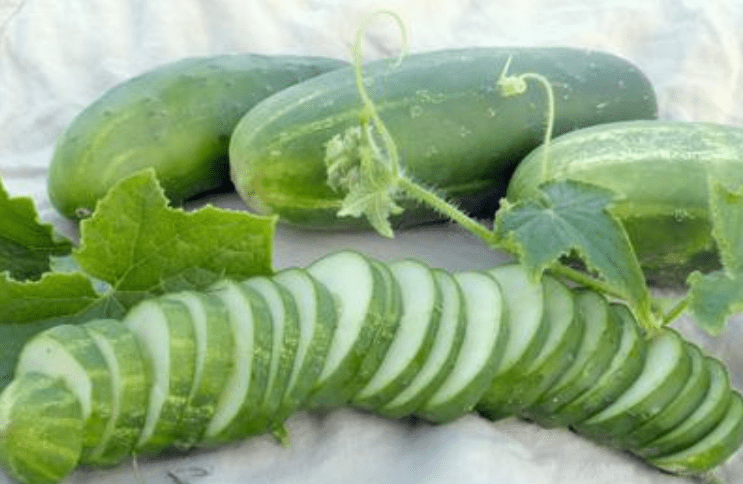 Slicing cucumbers 