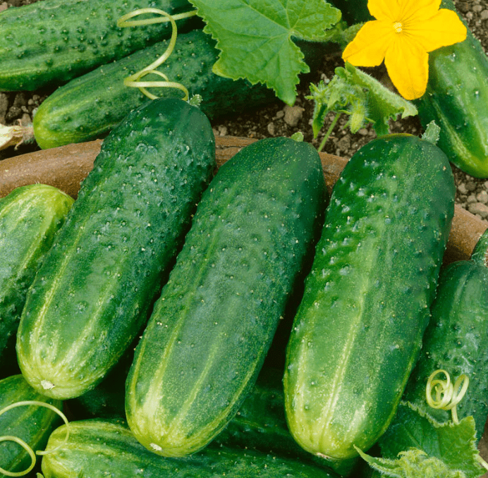 Pickling cucumbers