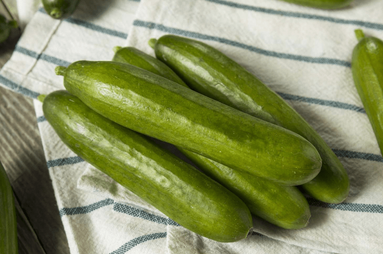 Growing Cucumbers Indoors of Persian 