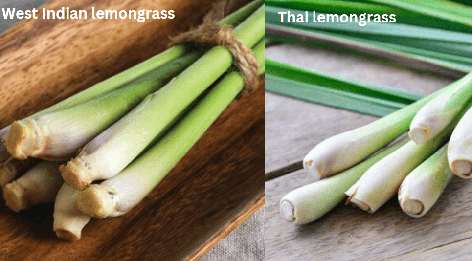 Common varieties of Growing Lemongrass in pot