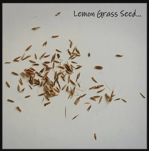 Growing Lemongrass seeds