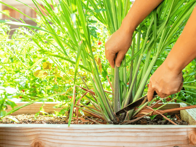 Harvesting techniques