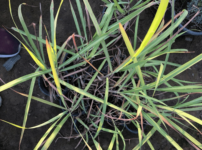 Yellowing Leaves of lemongrass 