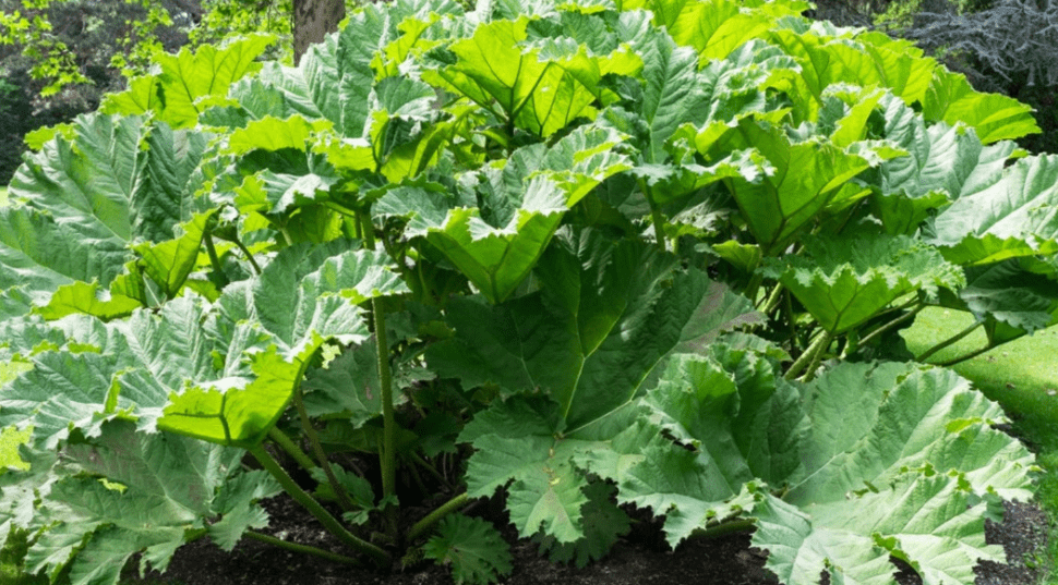 Planting Gunnera