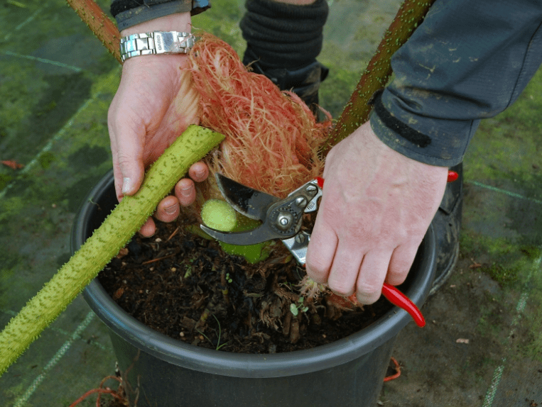 Pruning and Trimming 