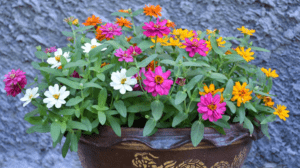 Grow Zinnias in Containers