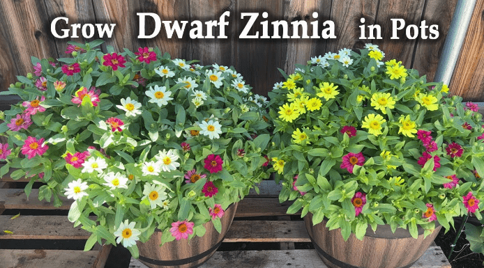 Dwarf zinnia varieties