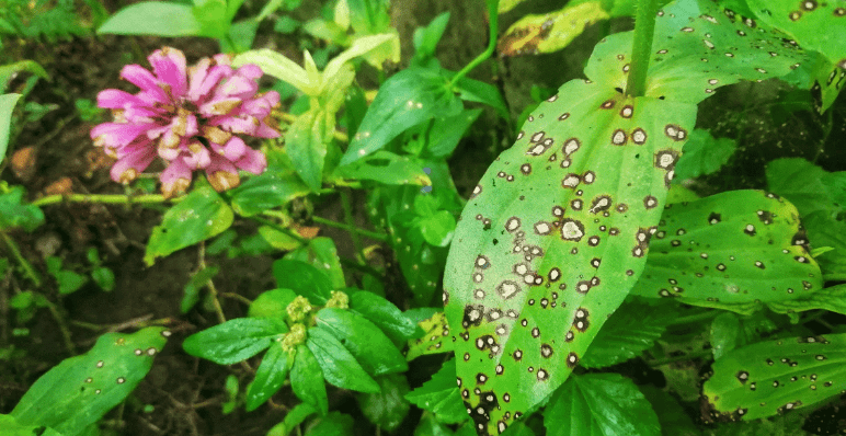 Common pests affecting zinnias in containers.