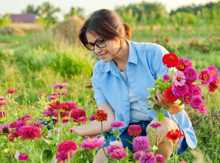 harvesting zinnia flowers 