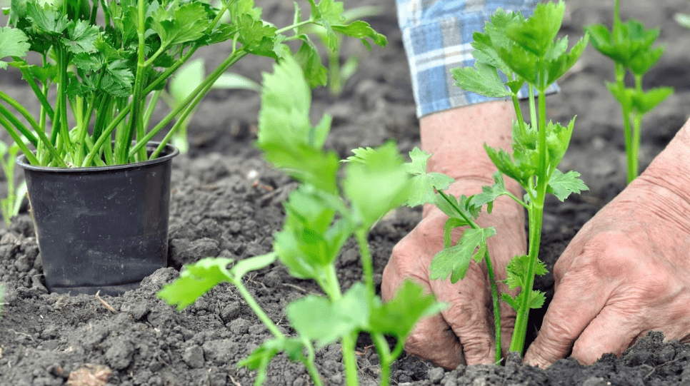 Celery Seedlings