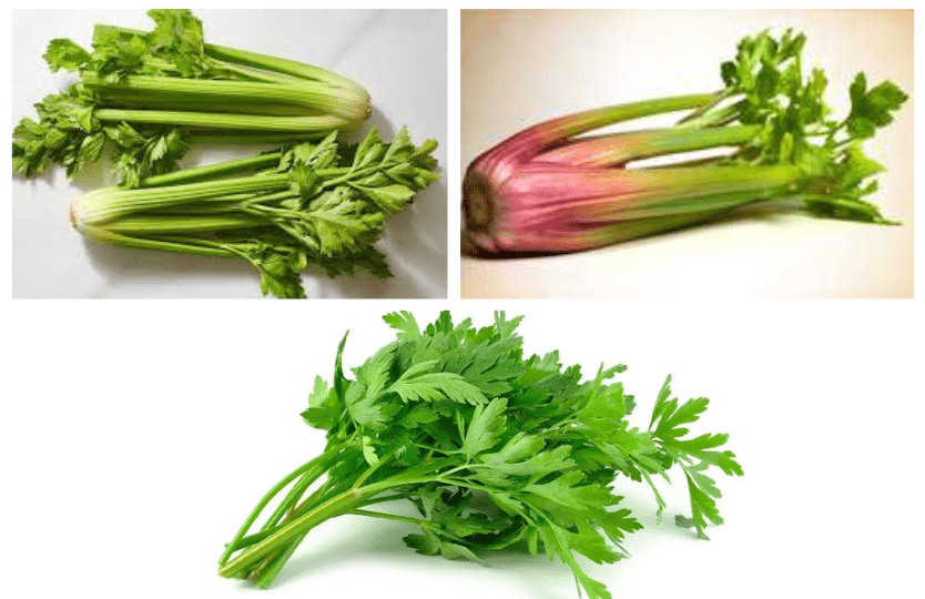 Different types of celery varieties