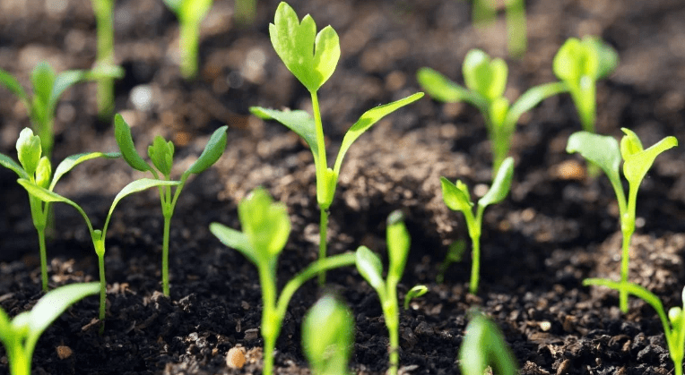 Planting the Celery Seeds