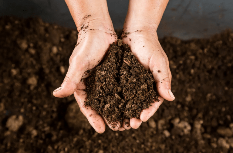 Ideal soil mix for celery seedlings 