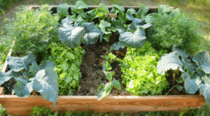 Starter Vegetable Plants