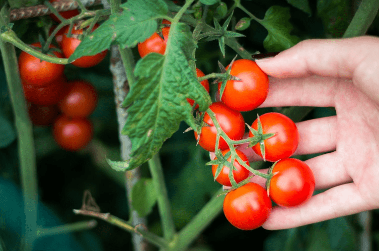 List of recommended starter vegetables plants for Tomatoes 