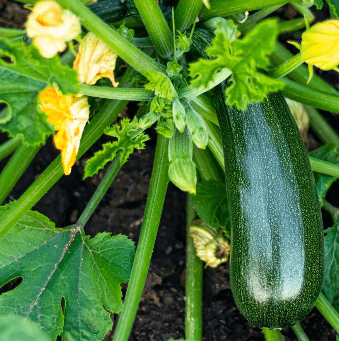 List of recommended starter vegetables plants for Zucchini 