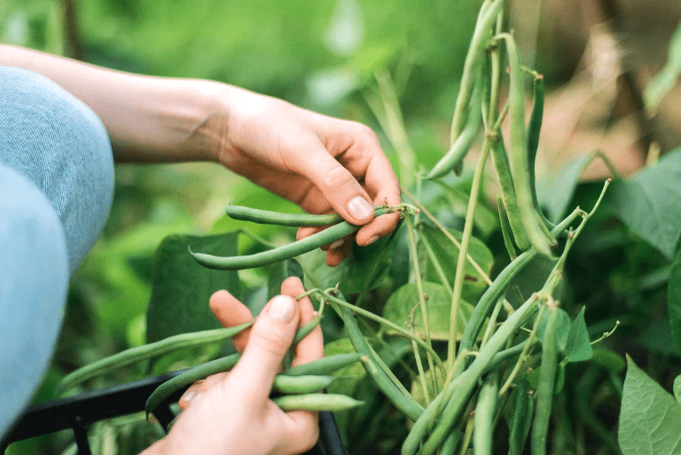  Green Beans