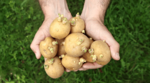 Potato Sprouts Planting