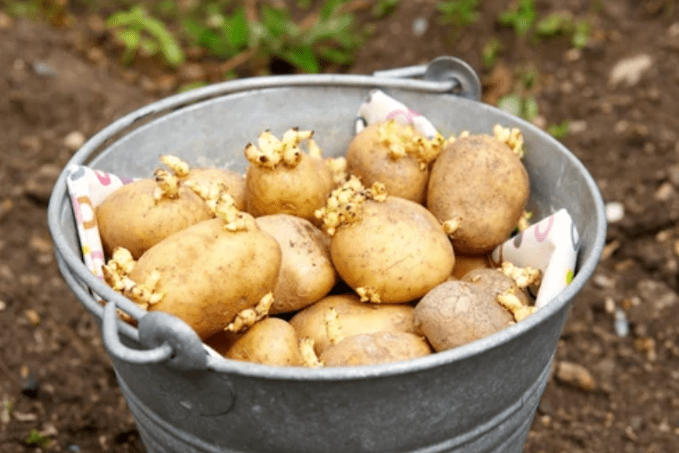 Selecting the right potato seeds 