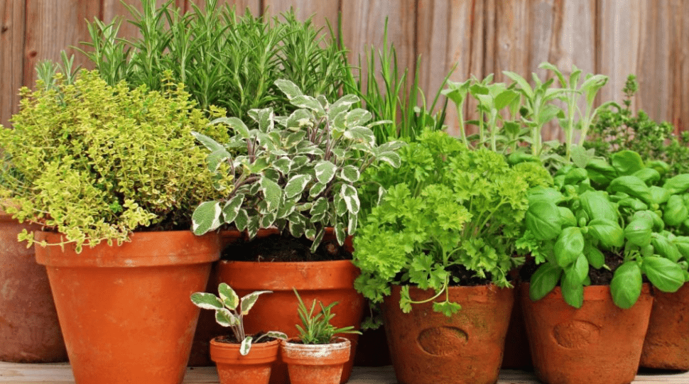 Herbs Container Gardening