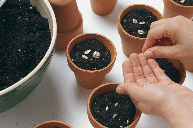 How to plant seeds in Herbs container gardening 