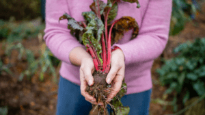 Rhubarb Roots