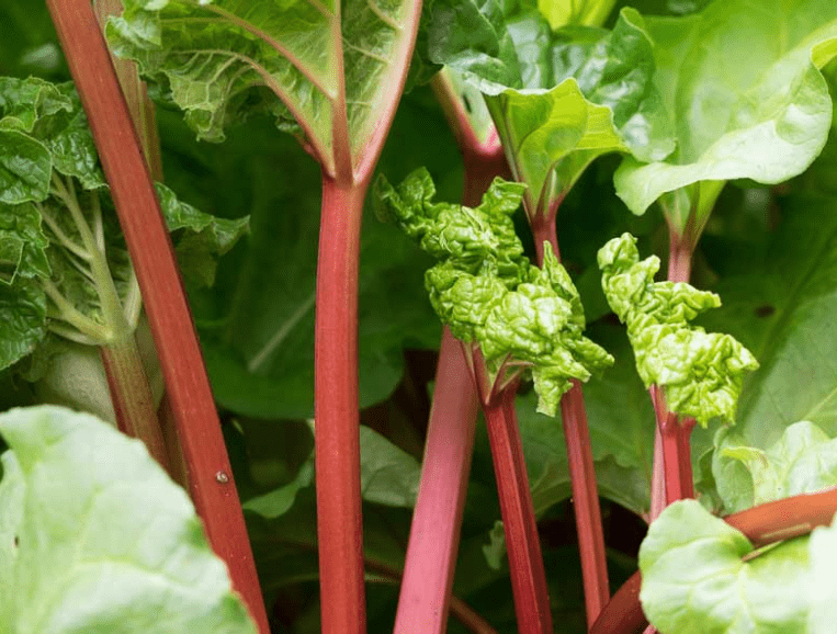 Choosing the Right Variety of rhubarb roots 