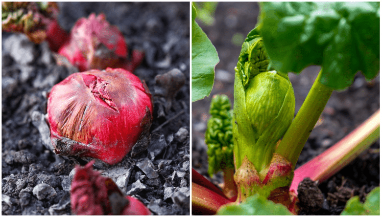 Planting Rhubarb Roots 