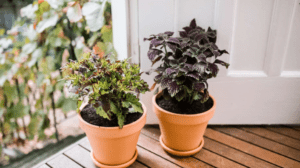 Growing Coleus Indoors