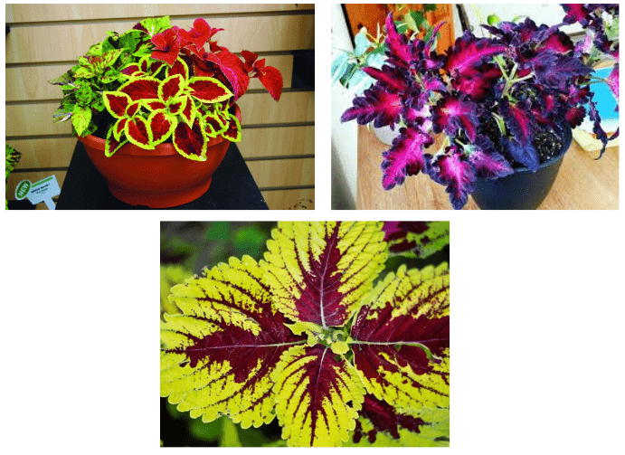 Varieties of Growing Coleus Indoors