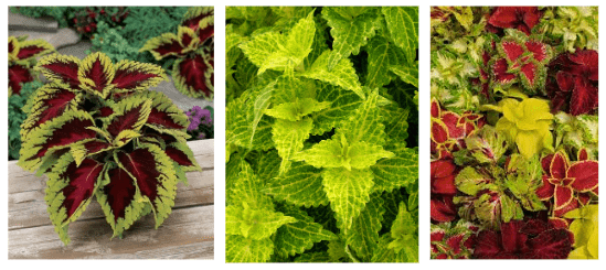 Choosing the Right Variety of Growing Coleus Indoors 