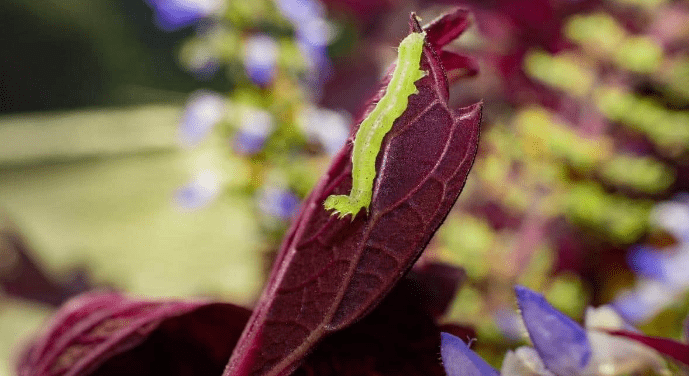 Pests and Diseases