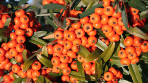 Orange Berries on a Bush