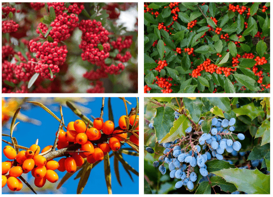 Overview of popular varieties Orange Berries on a Bush