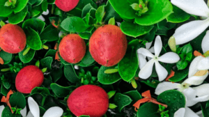 Natal Plum