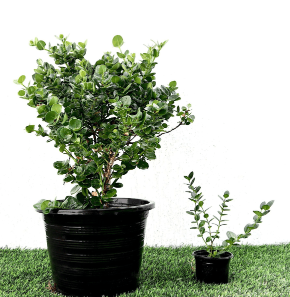 Container Gardening of natal plum