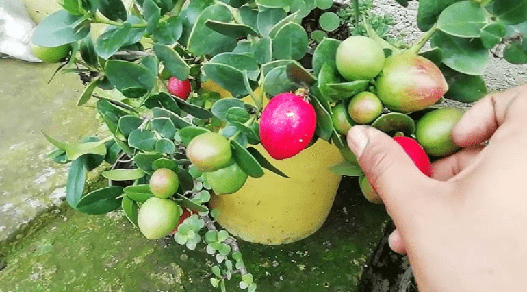 Harvesting Natal Plum 