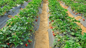 Strawberry Plant Spacing