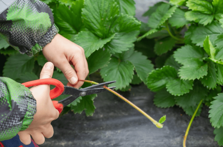 Runner Stage of Strawberry Plant Spacing 