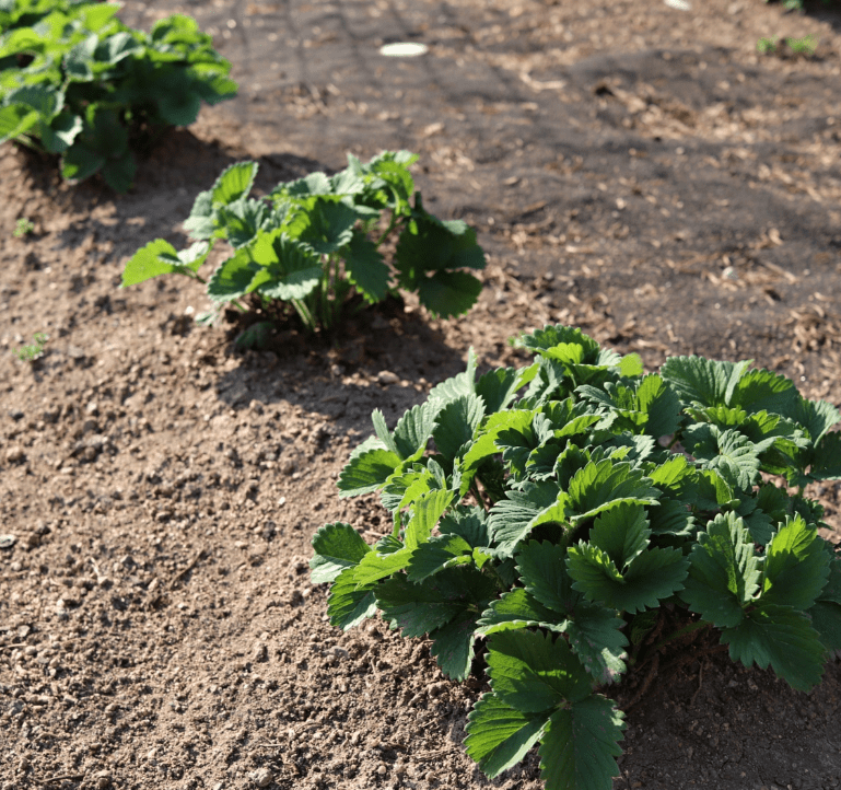 Correct Spacing Strawberry Plant 